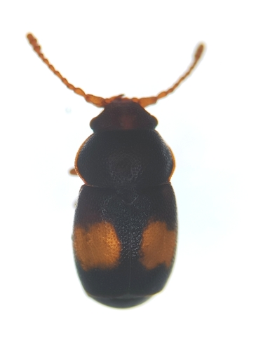 Kateretes pusillus