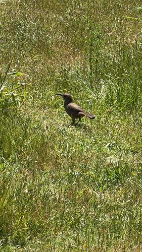iNaturalist observation photo of California Thrasher