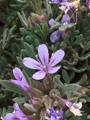 Collomia larsenii