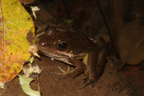 Zweifel's Frog, Lithobates zweifeli
