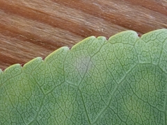 Prunus persica persica