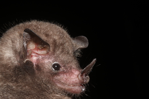 Commissaris's Long-tongued Bat