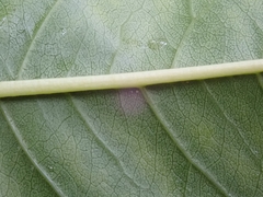 Prunus persica persica