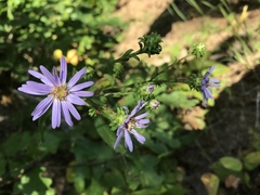 Symphyotrichum retroflexum