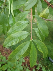 Prunus persica persica