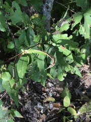 Symphyotrichum retroflexum