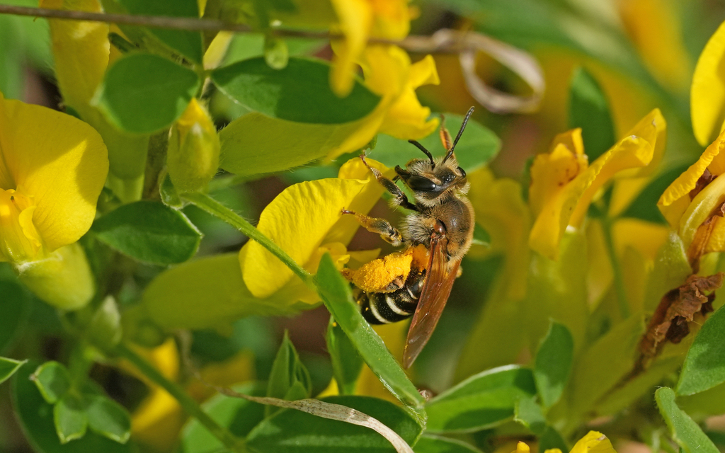 Andrena aberrans