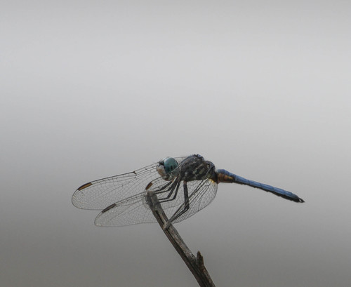 iNaturalist observation photo of Blue Dasher