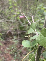 Clematis pitcheri