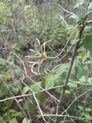 Clematis pitcheri