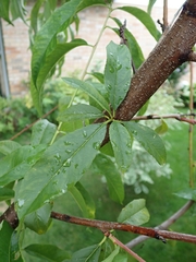 Prunus persica persica