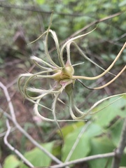 Clematis pitcheri
