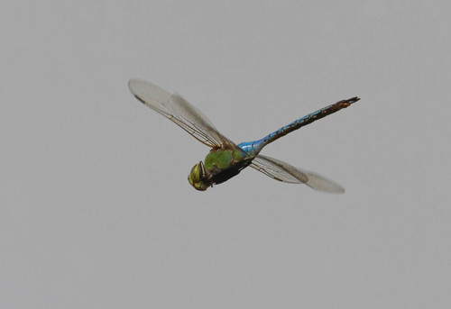 iNaturalist observation photo of Common Green Darner