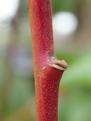 Prunus persica persica