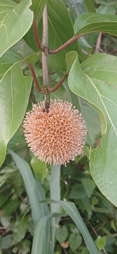 African peach