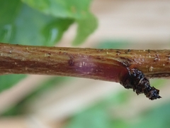 Prunus persica persica