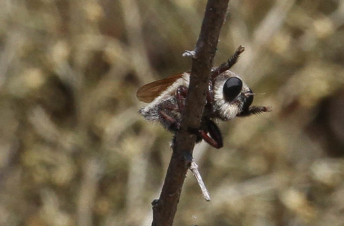 iNaturalist observation photo of Golden-tailed Beebandit