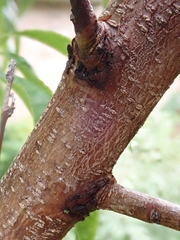 Prunus persica persica