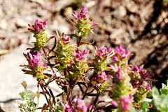 Orthocarpus cuspidatus cryptanthus