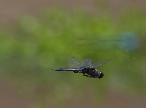 iNaturalist observation photo of Black Saddlebags