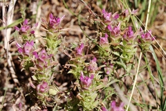 Orthocarpus cuspidatus cryptanthus