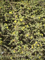 Centromadia parryi australis