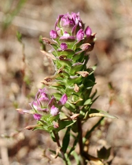 Orthocarpus cuspidatus cryptanthus