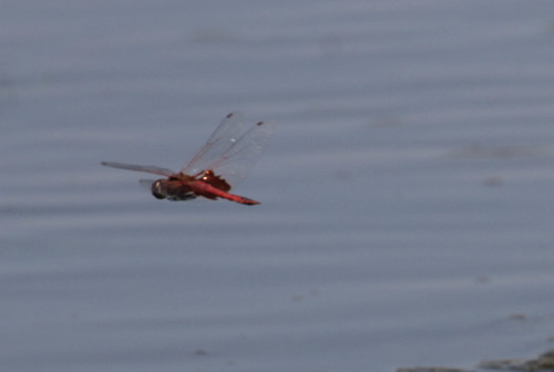 iNaturalist observation photo of Red Saddlebags