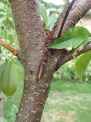 Prunus persica persica
