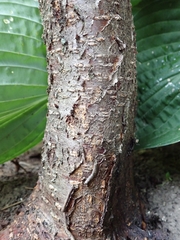 Prunus persica persica