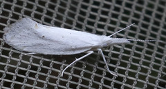 Euceratia castella