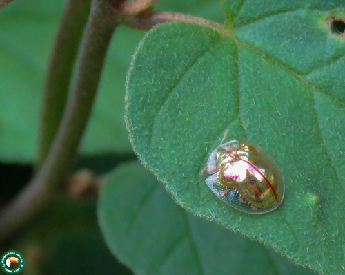 Charidotella pudica · iNaturalist