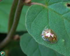 Charidotella pudica