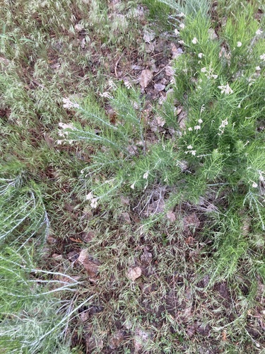 iNaturalist observation 2025-05-05