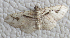 Costaconvexa