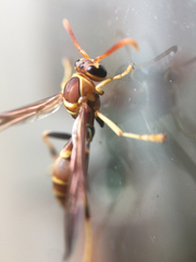 Mischocyttarus mexicanus cubicola