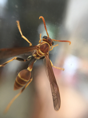 Mischocyttarus mexicanus cubicola