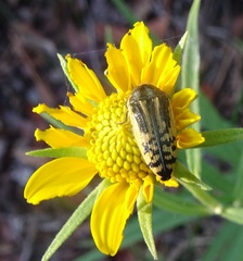 Acmaeodera amplicollis