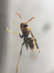 Mischocyttarus mexicanus cubicola