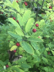 Ilex mucronata image