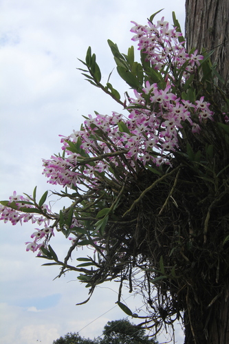 Dendrobium nobile