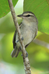 Vireo magister