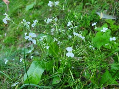 Cardamine maritima