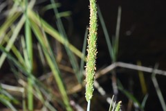 Alopecurus aequalis