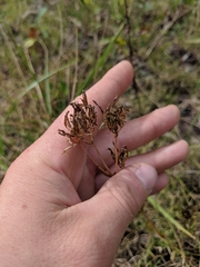 Sabatia angularis
