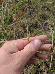 Sabatia angularis