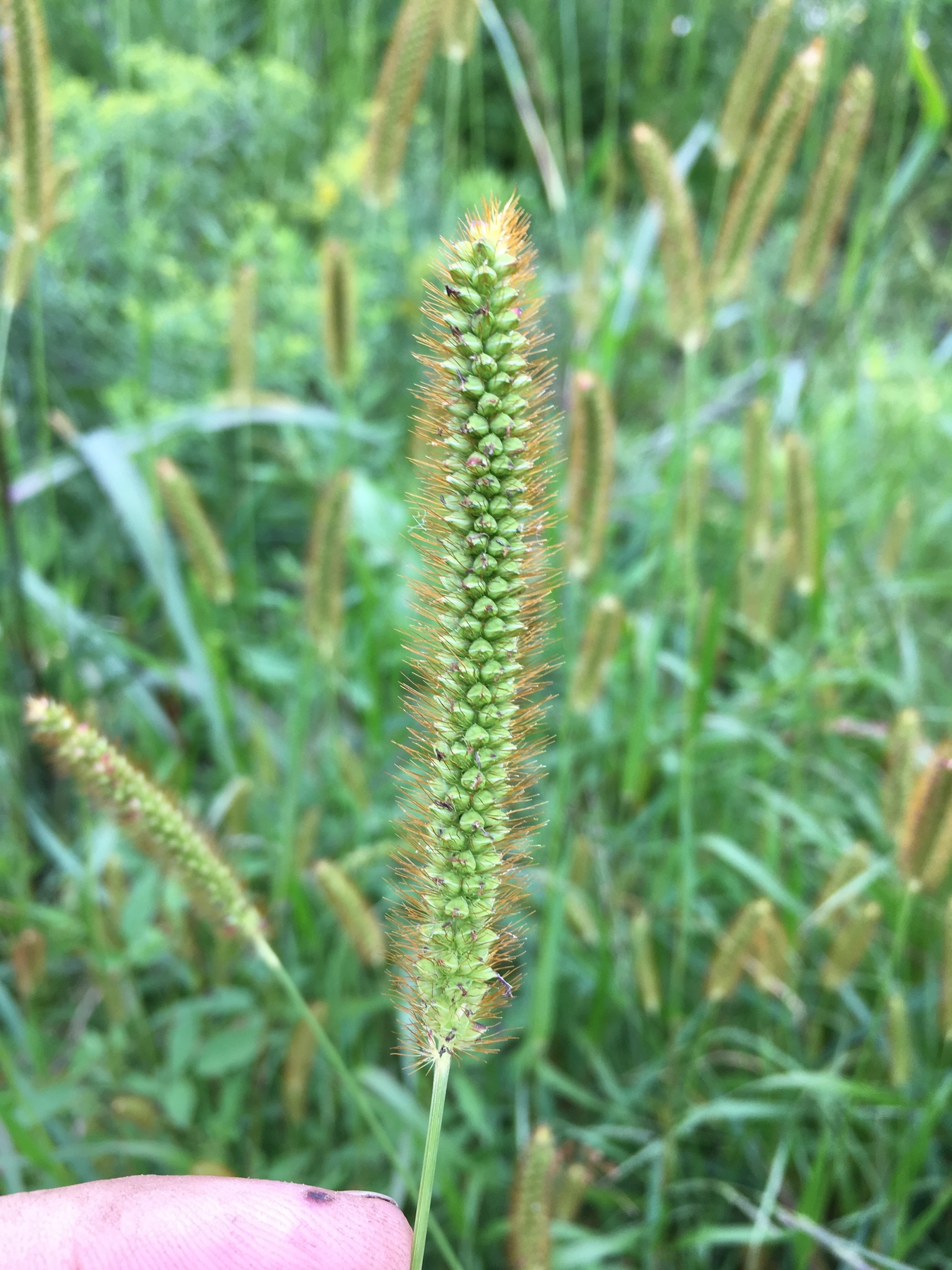 Setaria pumila online