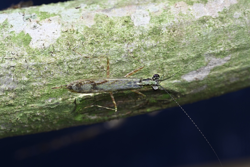 Amorphoscelis pathomwattananuraki