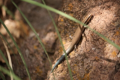 Plestiodon tetragrammus brevilineatus
