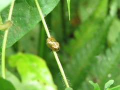 Charidotella pudica